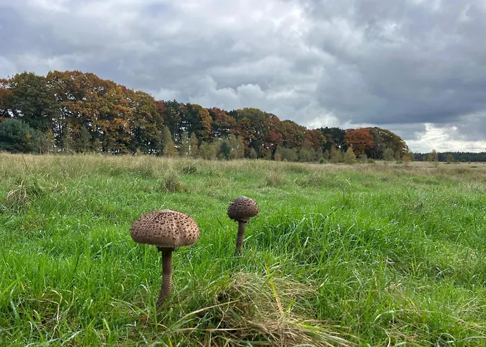 De Boomklever